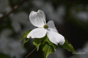 dogwood-1504584279457